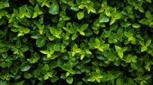A Green Hedge With Small Plants On It, In The Style Of Decorative Backgrounds, High-angle, High Resolution