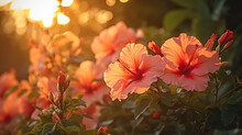Hibiscus Grove Bathed In A Soft, Diffused Evening Glow