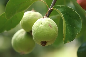 Poster - Organic fresh guava. Traditional and natural fruits with unique structure. Generate AI
