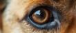 Dog's eye inflammation resulting from a altercation
