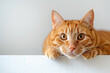 © kheat - Cute orange cat curious, and looking out, on plain background