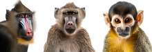 Monkey Portrait Collection, Closeup Images Of A Mandrill, A Baboon And A Squirrel Monkey Isolated On A White Background