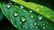 © Muamanah - Fresh lush dewy green leaves, natural green plant background wallpaper close up view, botanical environment.