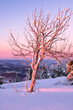  Samotne drzewo zimą w Beskidach