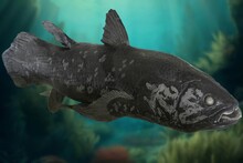 A Huge Fish Dating Back To The Cretaceous Period