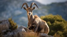 Spanish Ibex Young Male In The Nature Habitat Wild Iberia Spanish Wildlife Mountain Animals