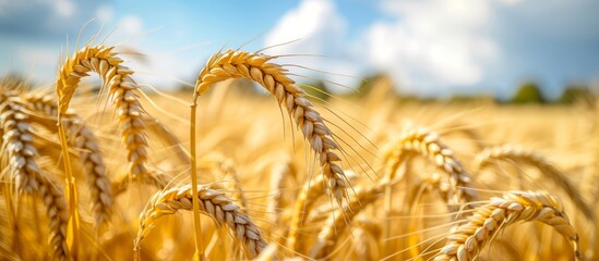 Canvas Print - Close-up of golden barley ears being harvested in a beautiful summer field