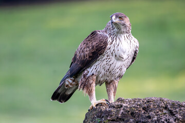 Wall Mural - Beautiful portrait of a Bonelli's eagle perched on a rock looking laterally to the left with a blurred green background in the Sierra Morena, Andalucia, Spain. Europe