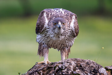 Wall Mural - Beautiful portrait of a crouching Bonelli's eagle looking frontally perched on a rock with a flower with a blurred green background in the Sierra Morena, Andalusia, Spain. Europe