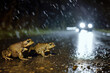 Toad migration. Two toads on a country road in rainy night