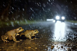 Fototapeta Kwiaty - Toad migration. Two toads on a country road in rainy night