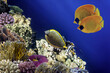 Beautiful tropical coral reef with shoal or red coral fish