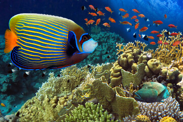 Wall Mural - Photo of a tropical Fish on a coral reef