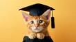 © Andrei - Fluffy funny cat wearing graduate regalia black hat on pastel color background with copy space