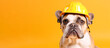 Funny dog dressed as a builder in a yellow helmet on a yellow background, an engineer or a repairman. Copy space. Banner
