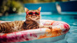 © Robert Kneschke - Chill cat in sunglasses relaxing on a pool float in summer