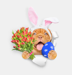 Poster - Smiling Mastiff puppy wearing easter rabbits ears holds painted easter egg with bouquet of tulips and looks through the hole in white paper