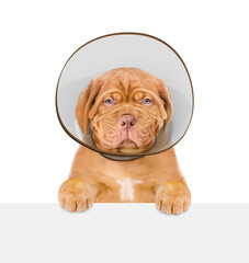 Poster - Unhappy Mastiff puppy with protective plastic cone collar looking above empty white banner. Isolated on white background