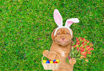 Poster - Smiling Mastiff puppy wearing easter rabbits ears holds basket of painted Easter eggs and bouquet of tulips. Dog lying on its back on summer green grass. Top down view. Empty space for text