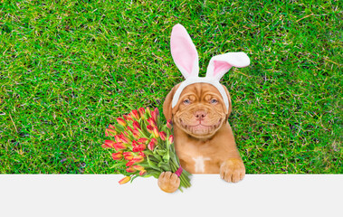 Aufkleber - Happy Mastiff puppy wearing easter rabbits ears holds painted Easter egg and bouquet of tulips. Dog lying on its back on summer green grass. Top down view. Empty space for text