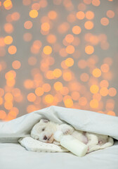 Poster - Tiny white Lapdog puppy sleeps on a bed at home and hugs bottle of milk. Festive blurred background