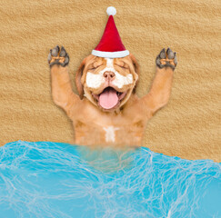 Poster - Happy Mastiff puppy wearing red santa hat with suntan lotion or sun block on it face sleeps at sunny beach