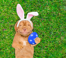 Aufkleber - Dreaming Mastiff puppy wearing easter rabbits ears holds big painted Easter egg and lies on its back on summer green grass. Top down view. Empty space for text