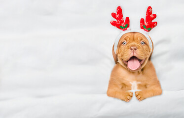 Poster - Happy Mastiff puppy dressed like santa claus reindeer  Rudolf lying under white blanket at home. Top down view. Empty space for text