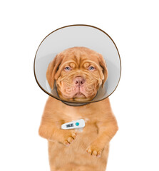 Poster - Unhappy sick,Mastiff puppy with thermometer and protective cone collar looking at camera. Isolated on white background