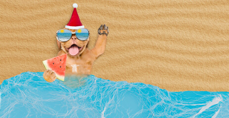 Poster - Happy Mastiff puppy wearing mirrored sunglasses and red santa hat lying on sandy tropical beach at ocean and holds slice of watermelon. Top down view. Empty space for text