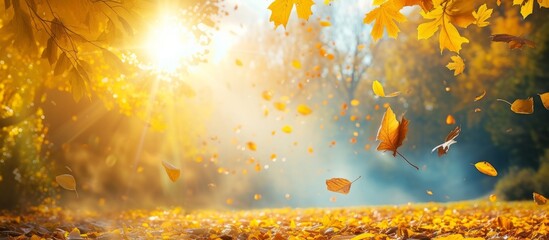 Poster - Stunning autumn scenery with yellow trees and sun, vibrant foliage in the park, and a natural background of falling leaves.