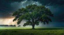 Tree, Storm, Lightning, Storm Photography