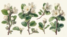 Apple Tree Flowers White Background