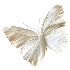 Wall Mural - a white butterfly, isolated on transparent background