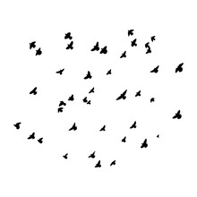Silhouette Of Birds. Vector Flock Of Birds In The Sky. Isolated Background.
