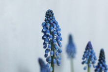 A Macro Photo Of Blue Grape Hyacinth Flowers With Green Stems