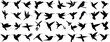 Dynamic hummingbird silhouettes, black on white humming bird, perfect for logo, emblem, creative design. Detailed vector illustration showcasing flight motion, elegance, and grace