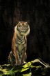 A Sumatran tiger watches on a rock