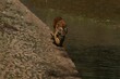 A Sumatran tiger walks along the edge of the pond