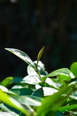  Tea branch leaves in the tea garden