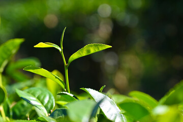 Hand picking tea leaves outdoors