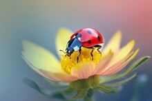 Ladybug On Flower Petal Macro Close Up, Beautiful Nature Background