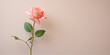 Elegant single peach rose on a neutral background