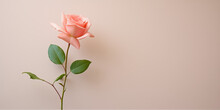 Elegant Single Peach Rose On A Neutral Background