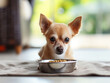 dog sitting next to his plate with food