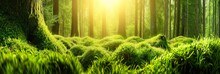 Magical Summer Forest With Bright Sun Rays Creating A Serene And Tranquil Nature Background