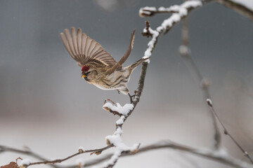 Wall Mural - Common redpoll (Acanthis flammea)