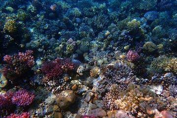 coral reef in the Red Sea