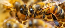 Close-up Image Of Bees Covered In Pollen