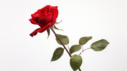 Wall Mural - red rose isolated on a white background